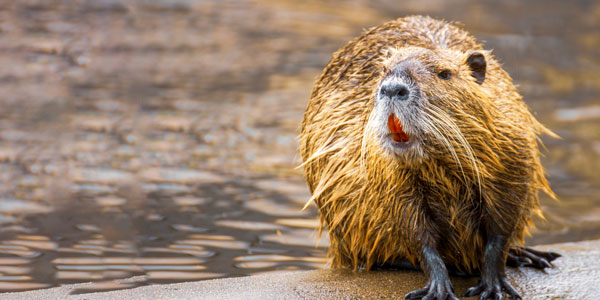 Beavers Are Keystone Species in USA